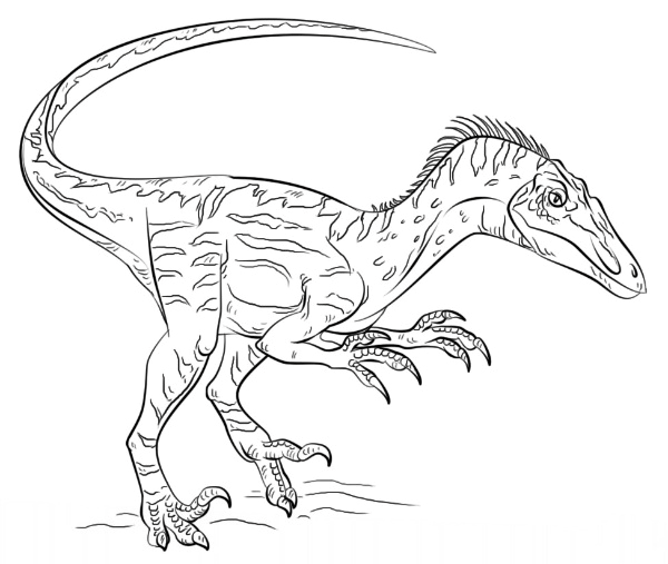 ζωγραφική Troodon δωρεάν