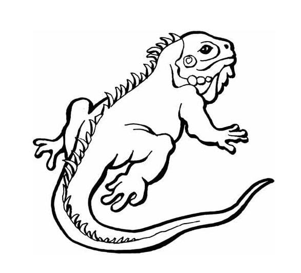 ζωγραφική Free Lizards Image Outline