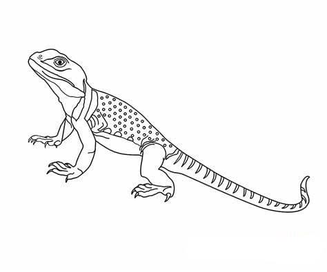 ζωγραφική Free Lizards Outline