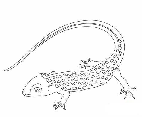 ζωγραφική Free Print Lizards Image Outline