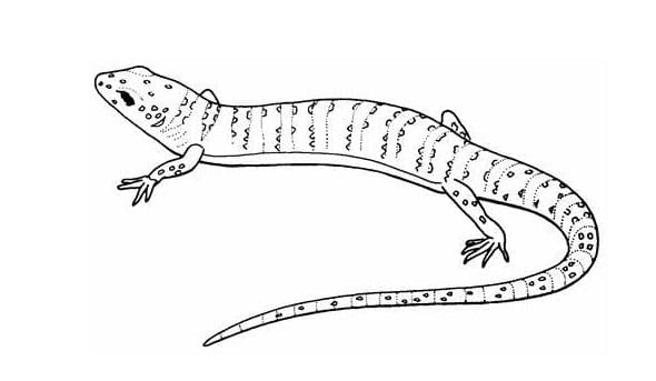 ζωγραφική Lizards Image Outline