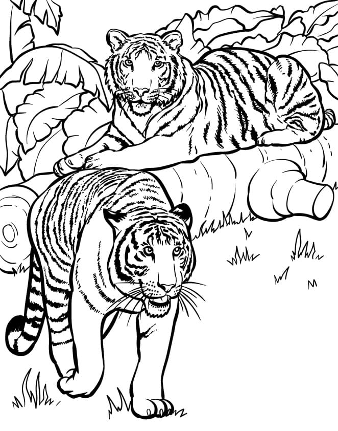 ζωγραφιεσ Τίγρη