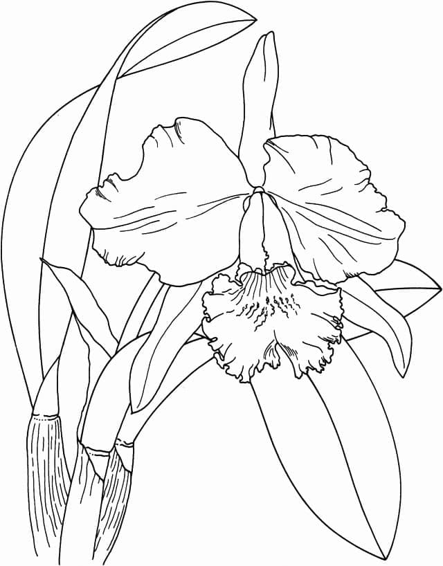 ζωγραφική Orchid Flower Δωρεάν για Παιδιά