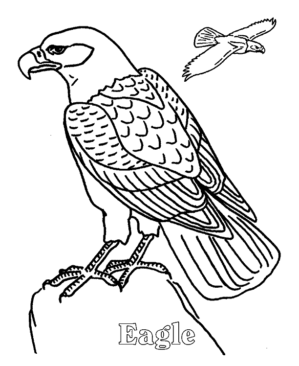 ζωγραφική Δωρεάν αετός εκτυπώσιμος ζωγραφική Δωρεάν αετός εκτυπώσιμος