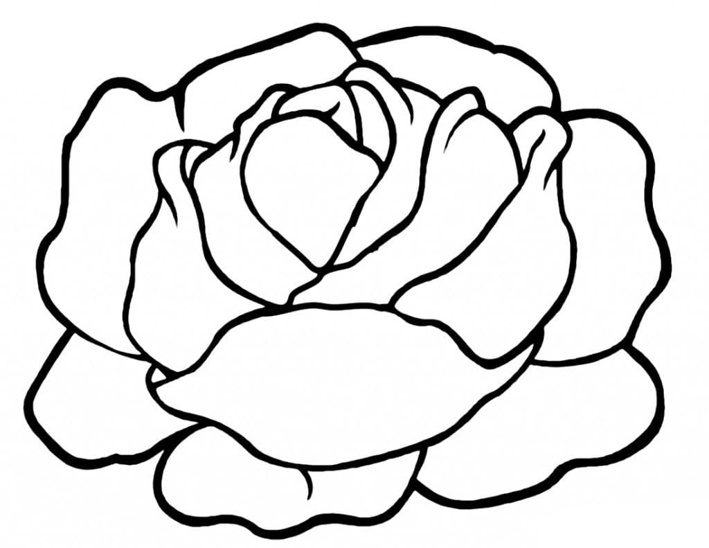 ζωγραφική Δωρεάν Λάχανο