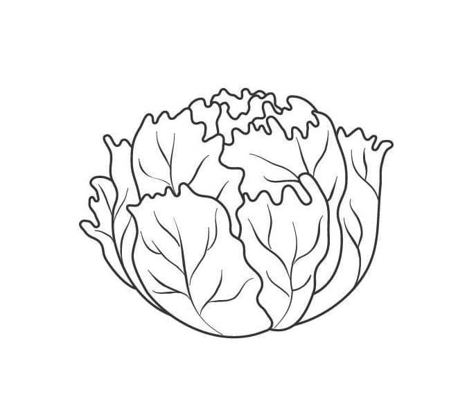 ζωγραφική Εκτυπώσιμο Για Παιδί Λάχανο