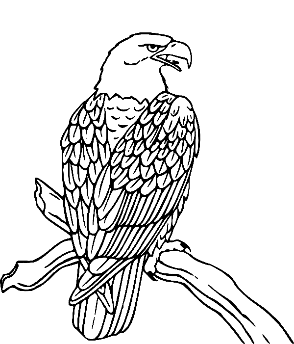 ζωγραφική Φαλακρός αετός σε κλαδί δέντρου ζωγραφική Φαλακρός αετός σε κλαδί δέντρου