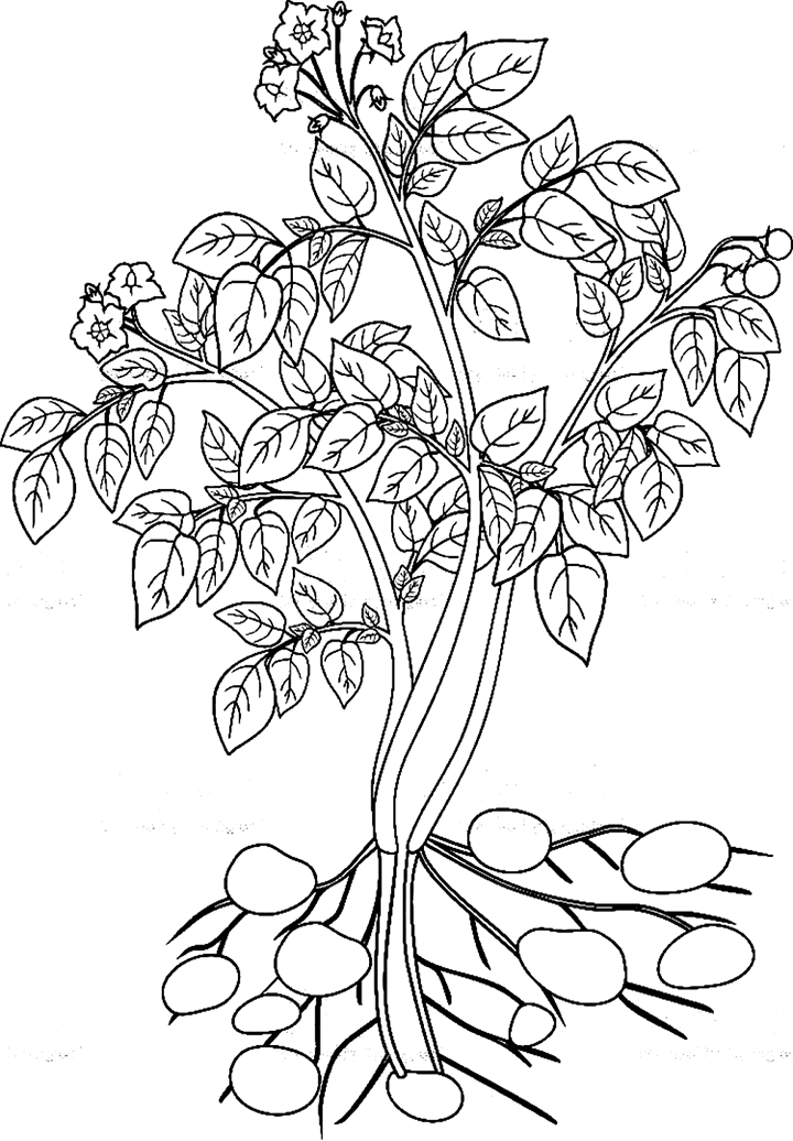 ζωγραφική Φυτά πατάτας