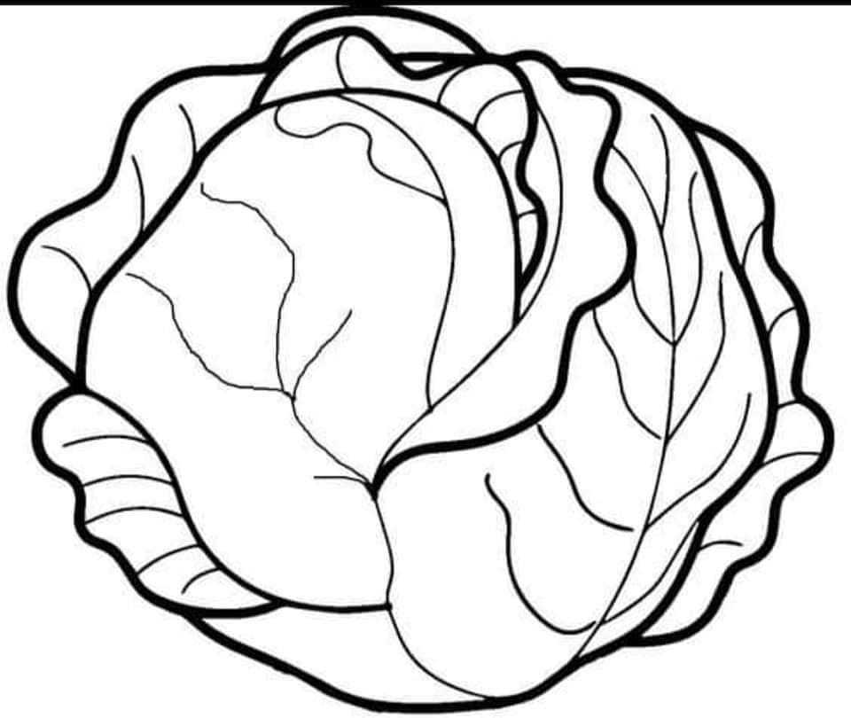 ζωγραφική Σχέδιο Λάχανο