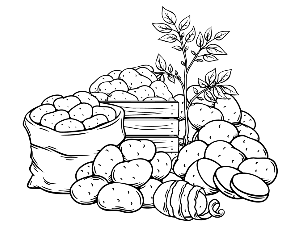 ζωγραφική Συγκομιδή φρέσκιας πατάτας