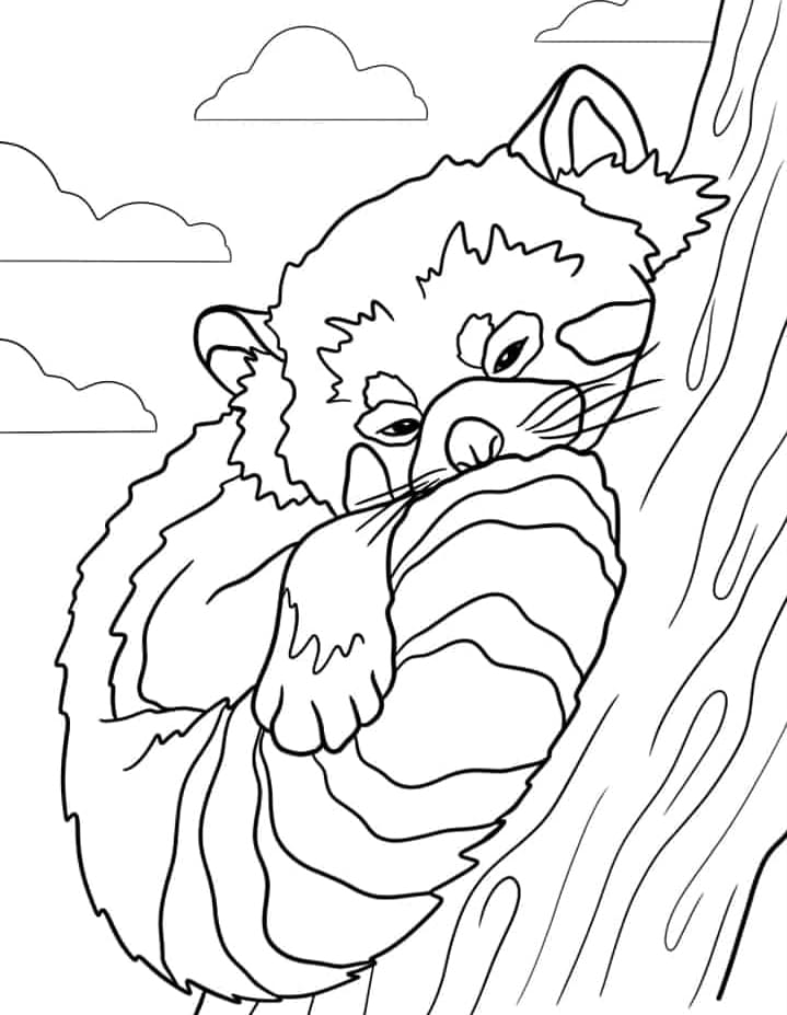 ζωγραφική Κόκκινο πάντα που κοιμάται σε δέντρο ζωγραφική Κόκκινο πάντα που κοιμάται σε δέντρο