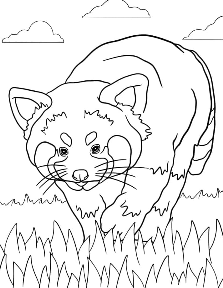 ζωγραφική Κόκκινο πάντα που περπατάει σε ψηλό γρασίδι ζωγραφική Κόκκινο πάντα που περπατάει σε ψηλό γρασίδι