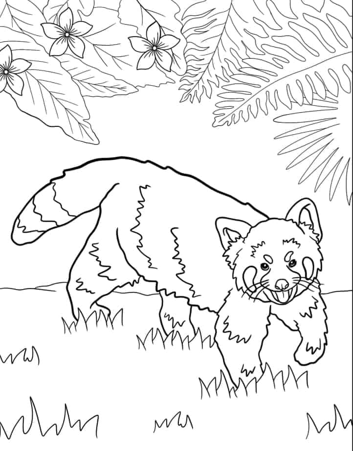 ζωγραφική Κόκκινο πάντα που περπατάει στο δάσος ζωγραφική Κόκκινο πάντα που περπατάει στο δάσος