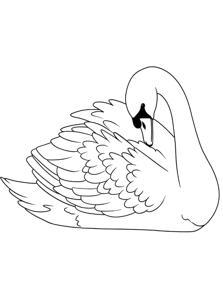 ζωγραφική Κύκνος εύκολος