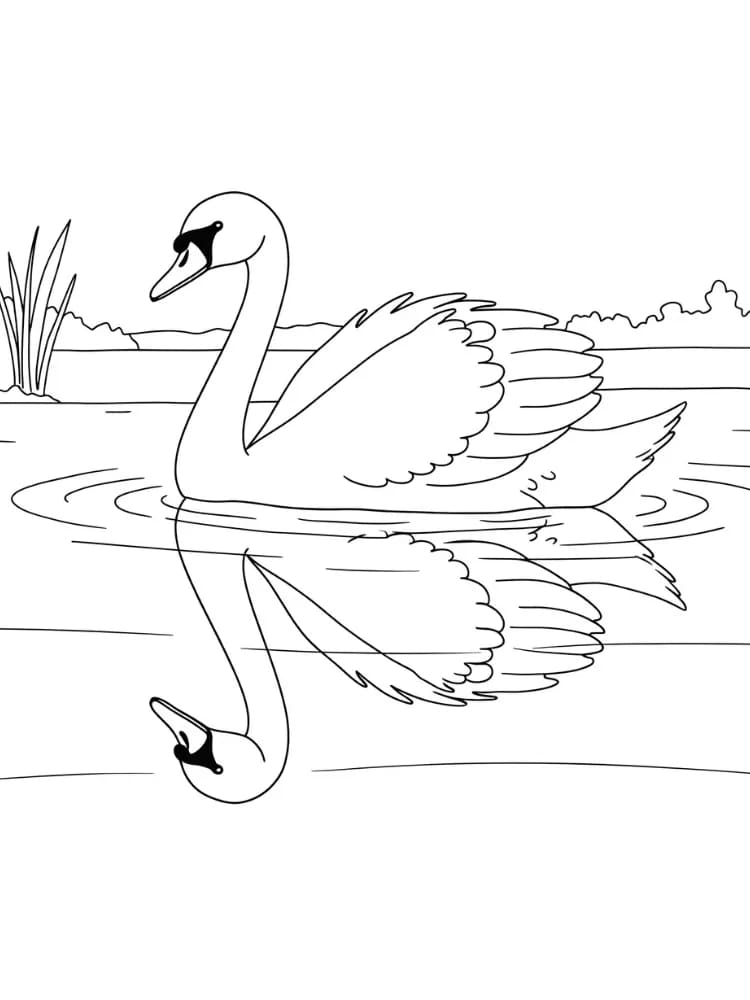 ζωγραφική Κύκνος στη λίμνη