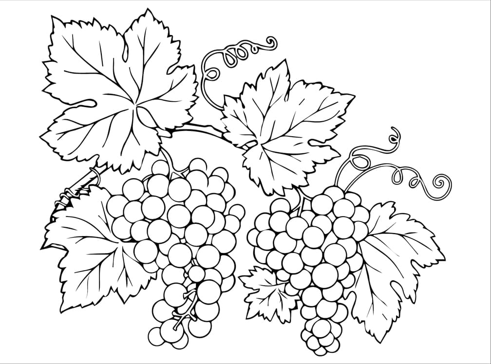 ζωγραφική Εκτύπωση σταφυλιών δωρεάν