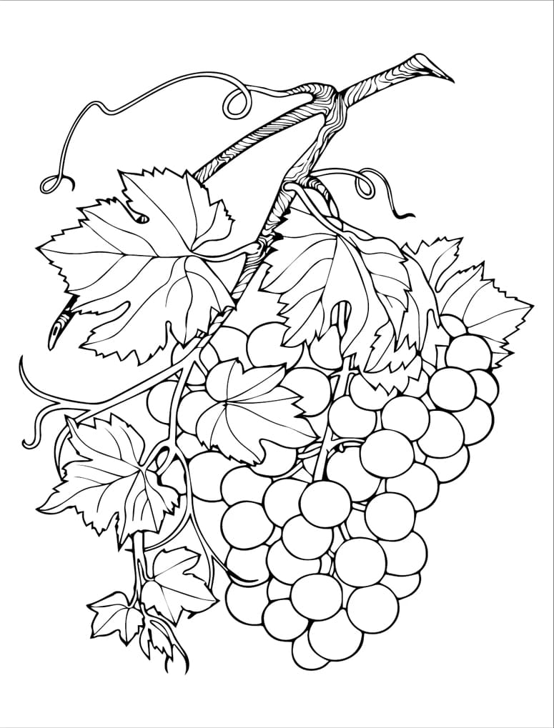 ζωγραφική Εκτυπώσιμα σταφύλια δωρεάν