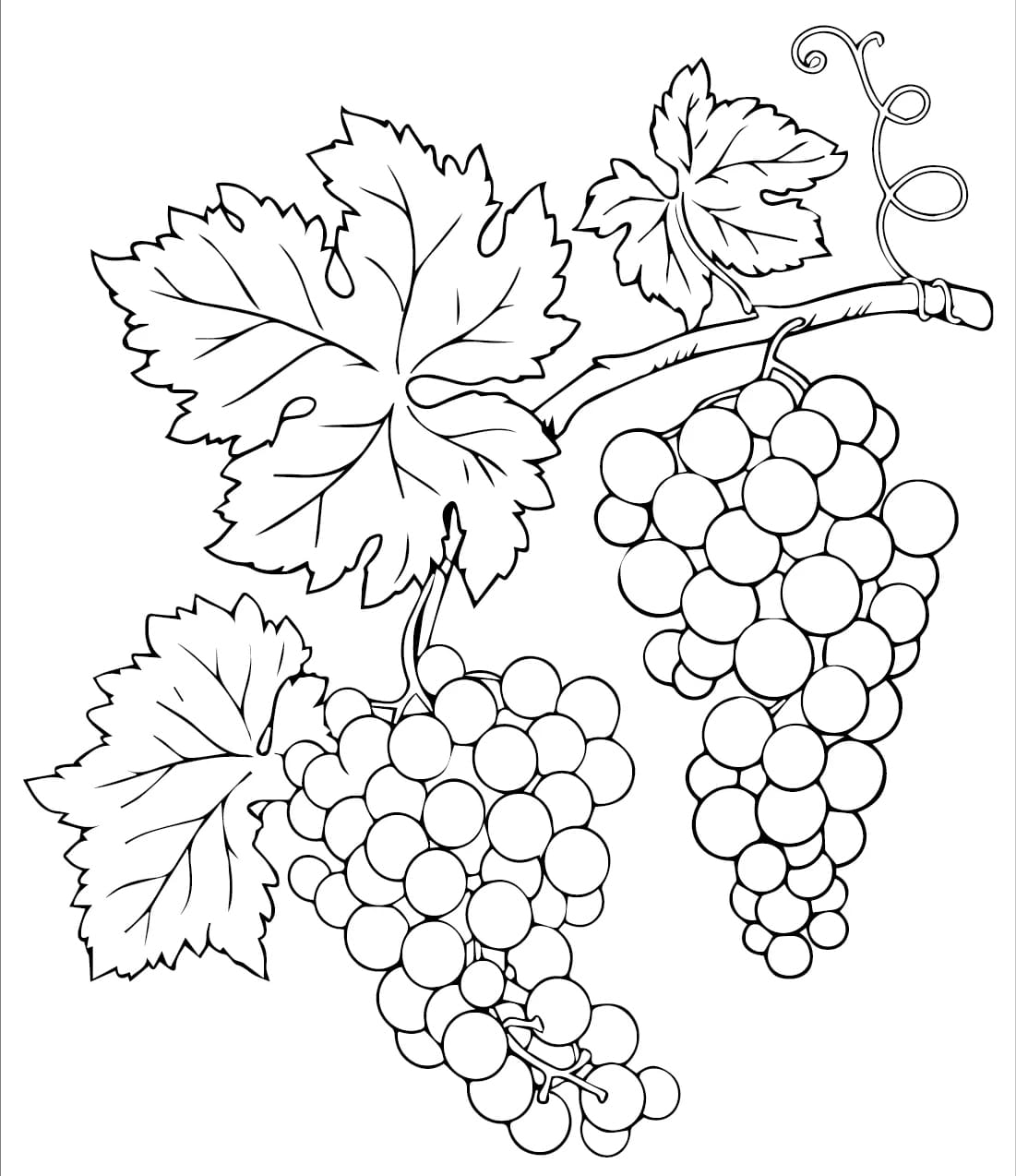 ζωγραφική Κλάδος σταφυλιών