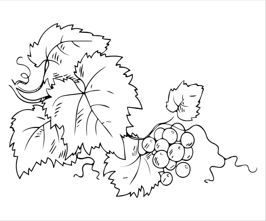 ζωγραφική Σταφύλι από σταφύλια