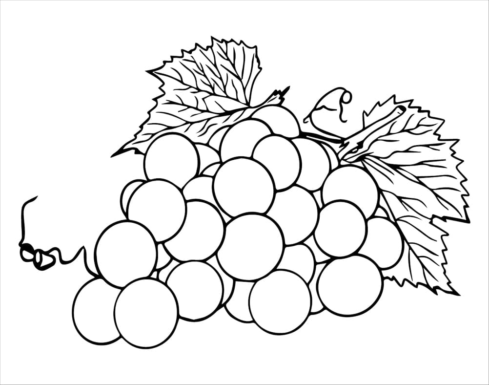 ζωγραφιεσ Σταφύλια