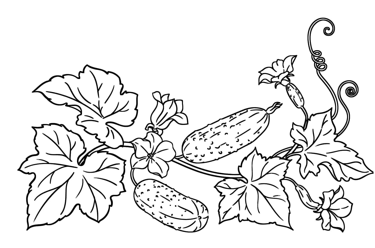 ζωγραφική Φυτό Αγγουριού