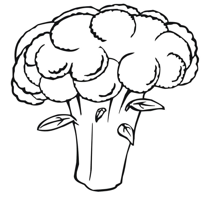 ζωγραφική Λευκό Κουνουπίδι