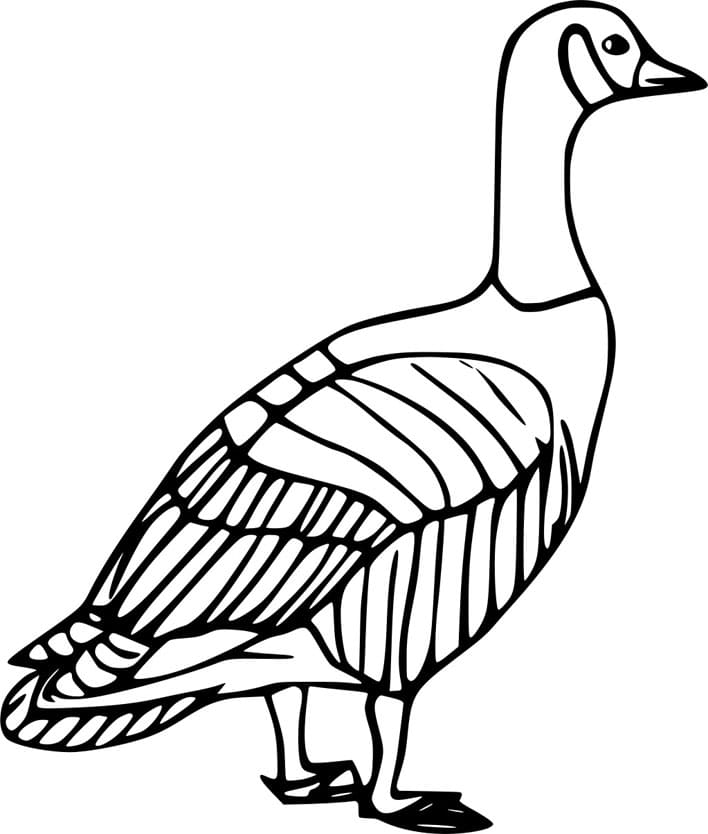 ζωγραφική Απλή Καναδική Χήνα