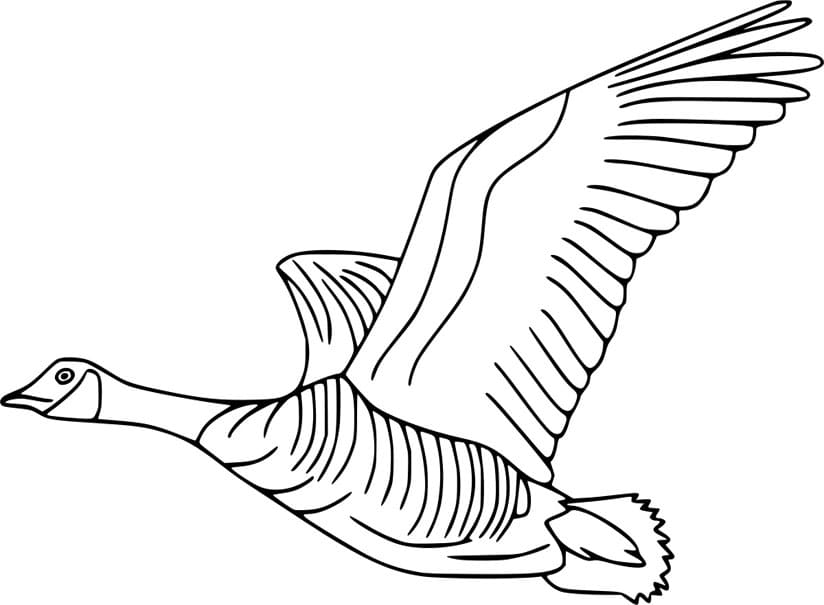 ζωγραφική Εύκολη πετούμενη χήνα