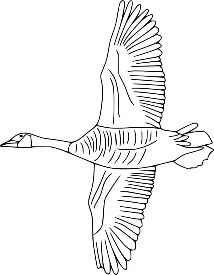 ζωγραφική Ιπτάμενη καναδική χήνα