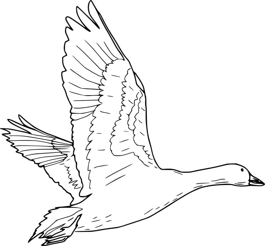 ζωγραφική Ρεαλιστική ιπτάμενη χήνα