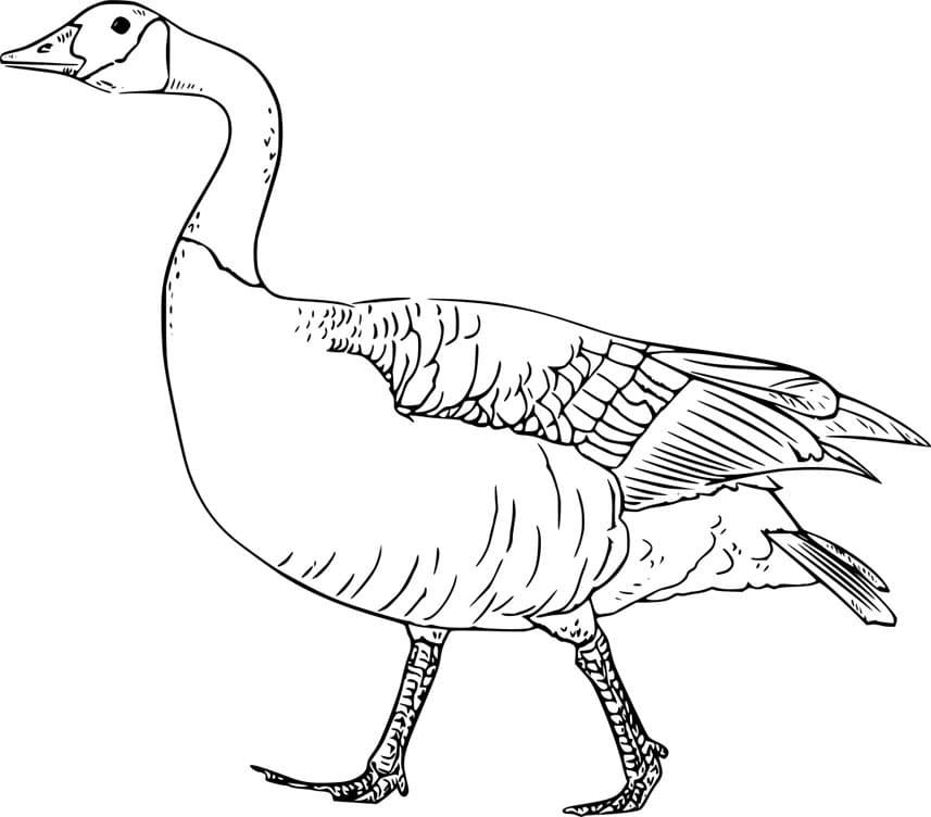 ζωγραφική Ρεαλιστική καναδική χήνα