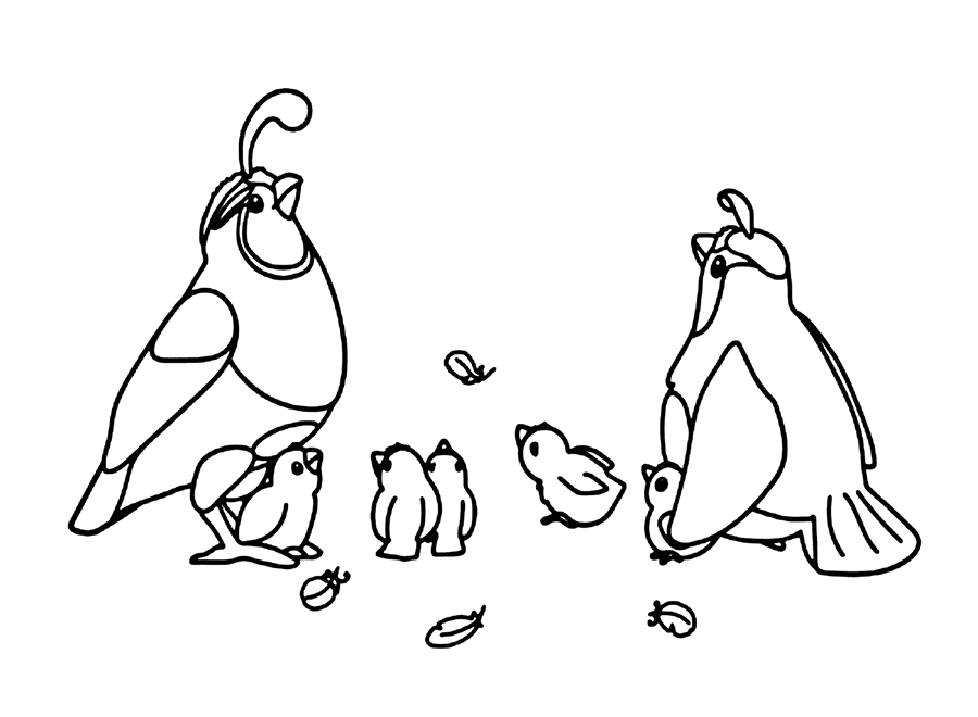 ζωγραφική Οικογένεια ορτυκιών δωρεάν